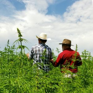 Workers in a Hemp Field