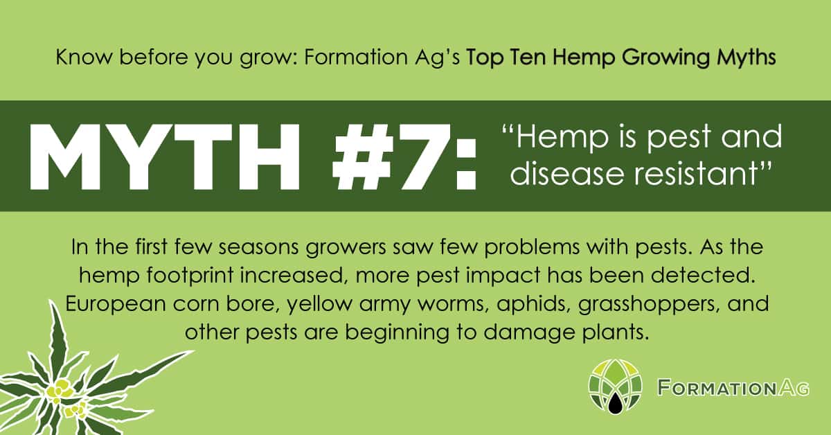 Myth #7: “Hemp is pest and disease resistant”